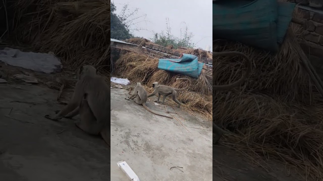 monkey 🐒🐵 money 