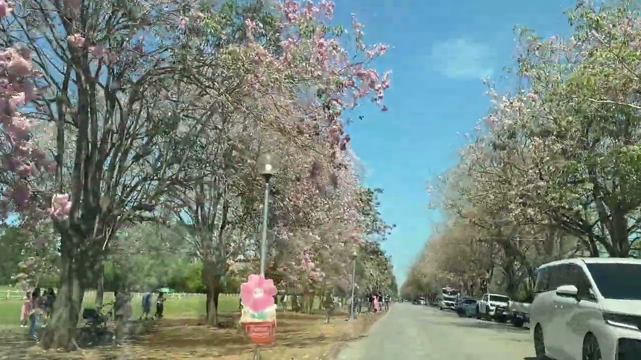 ถนนสีชมพู ชมพูพันธุ์ทิพย์เกษตรกำแพงแสน ￼