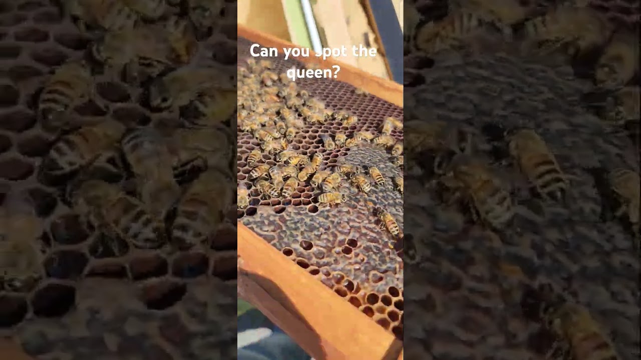 The rescued colony (Update 3) is still doing great 👍 