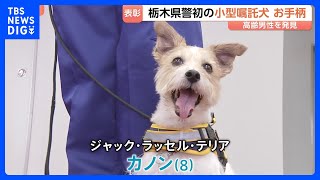 ジャック・ラッセル・テリアの警察犬がお手柄 道に迷った80代男性を発見して表彰 栃木県初の小型警察犬|TBS NEWS DIG