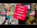 Bringing back a puppy from Costa Rica to USA !!! Lobito's Journey. Guy Next Tour Travel