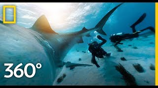 Találkozás egy Tigriscápával 360°-os videó! | National Geographic