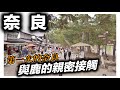 奈良旅遊vlog｜東大寺前野餐｜手作便當｜大佛布丁｜小鹿的接觸｜日本日常生活