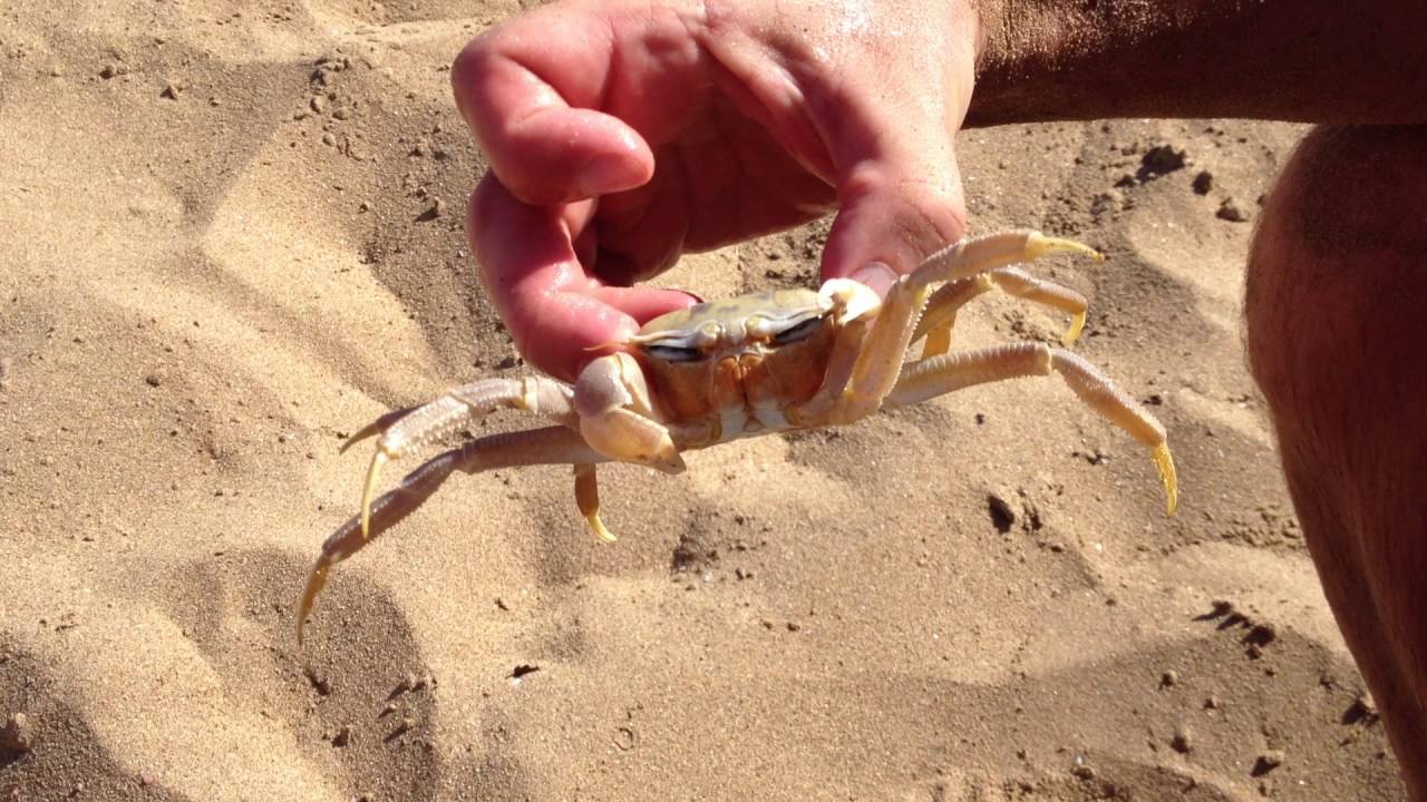 Полуостров Карпасия. Северный Кипр. июль 2013 г.