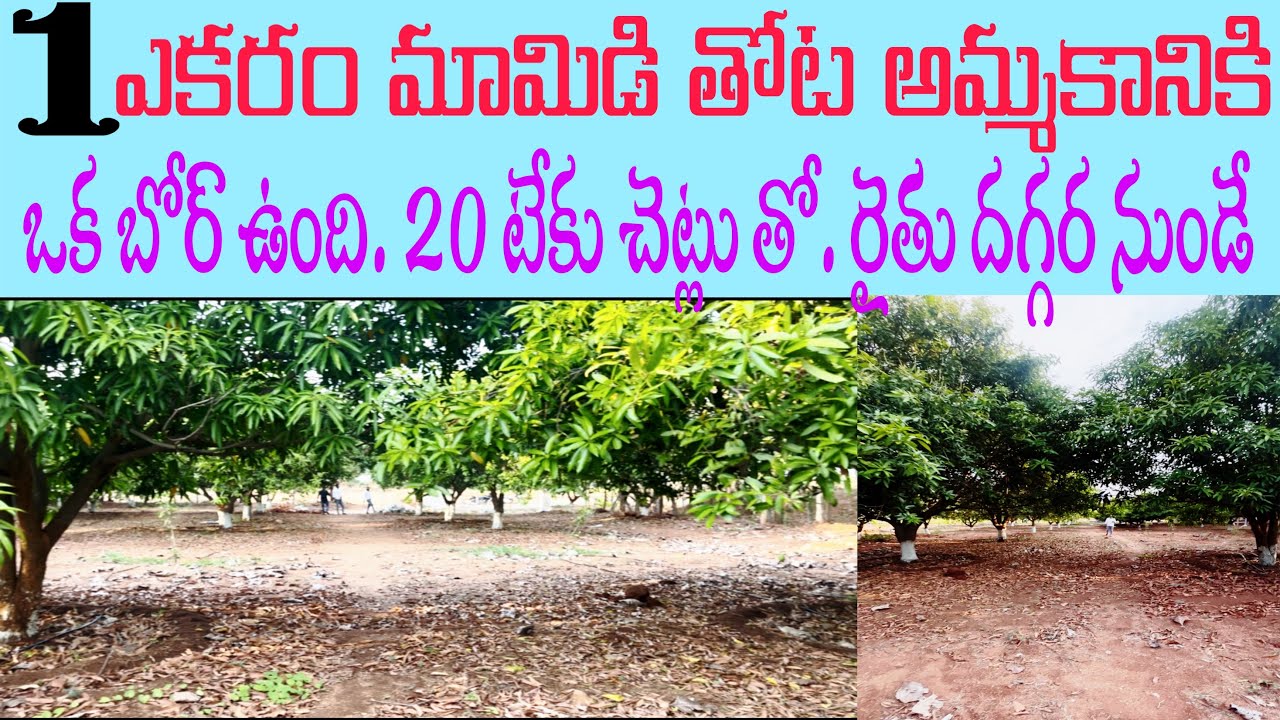 1 ఎకరం మామిడి తోట Sale.. #SrinivasaCharyProperty's ఇందులో ఒక బోరు ఉంది.. 20 టేకు చెట్లతో.