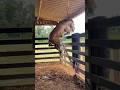 CAVALOS conseguem PREVER tempestades? A resposta vai te arrepiar... #curiosidades #animais  #bichos