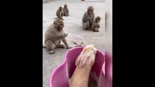 2030 Afgan Mülteciler, Türkiyede Türk Görürse