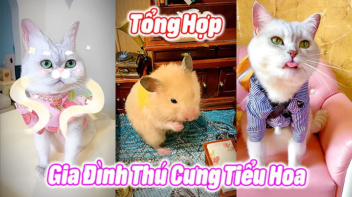 Tổng Hợp Gia Đình Thú Cưng Tiểu Hoa P2 #thúcưng #vậtnuôi #chómèohàihước #funny #pets #cat #cute