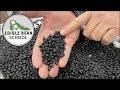 Edible bean school growing and marketing black beans