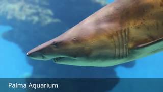 Places to see in ( Palma de Mallorca - Spain ) Palma Aquarium