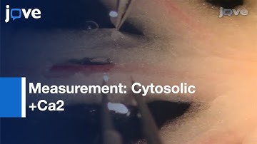 Measurement: Cytosolic Ca2+ In Isolated Contractile Lymphatics l Protocol Preview