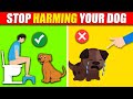 14 things you should stop doing to your dog