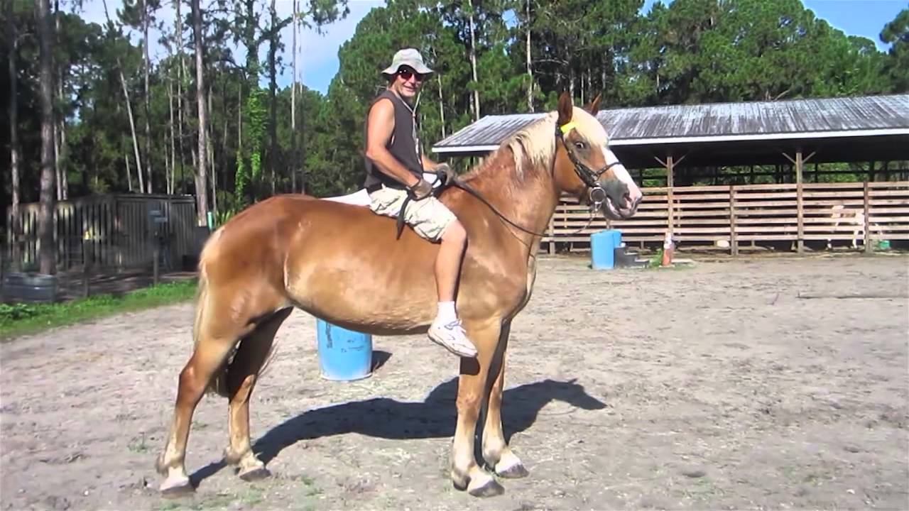 Belgians Draft Horse Ridden By Andy Ben And Jacque Youtube