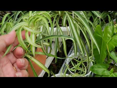 Video: Perbanyakan Tanaman Laba-laba - Tips Menumbuhkan Plantlet Dari Tanaman Laba-laba
