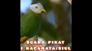 KOMBINASI suara pikat PUNAI KACAMATA/SIUL dan PUNAI KEMBANG (100% ORIGINAL)