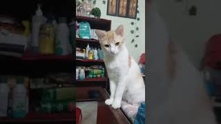 My Cats & Kitten❤️❤️ || House Cat || #cat #animals #catlover #housecat #domesticcat #cat5 #petcat