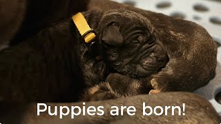 Puppies have arrived! #canecorso #dogtraining #dog