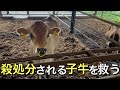 産まれてすぐ殺処分される子牛を救いたい