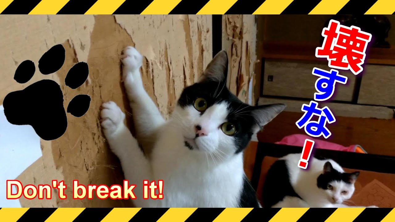 元気すぎる猫たち お前ら家を壊すな 可愛い猫 Cute Cat ハチワレ ヅラ猫 Youtube