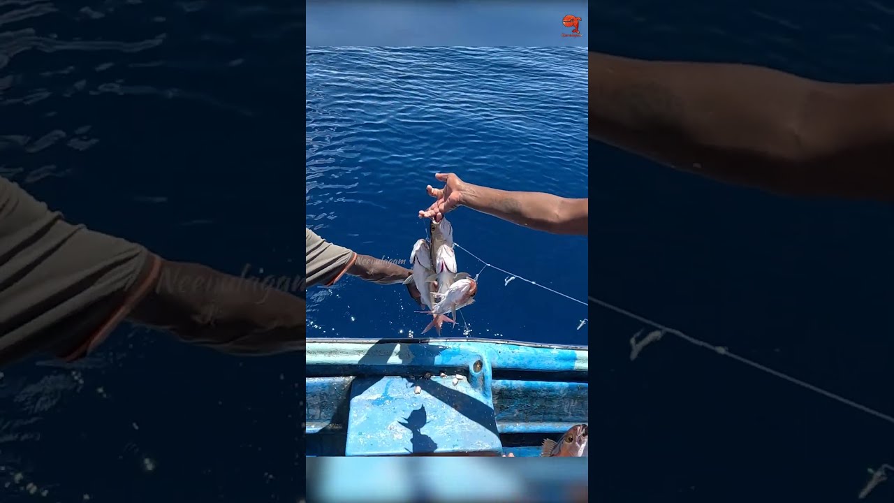 Deep Sea Fishing For Rosy Snapper Fishingvideo Fishingtime