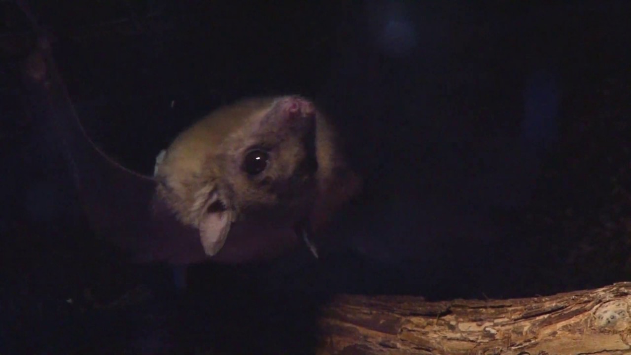 Egyptian Fruit Bats YouTube