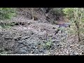 Two Roe Deer at the Watering Spot | Calm Forest Wildlife Moment