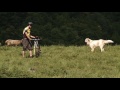 Livestock guardian dogs: The correct behavior in front of Livestock guardian dogs Livestock guardian dogs: The correct behavior in front of Livestock guardian dogs
