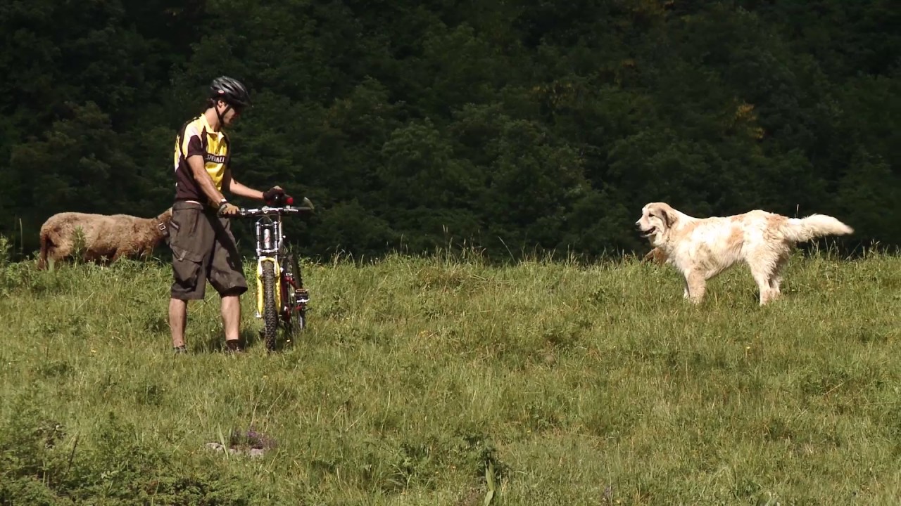 Livestock guardian dogs: The correct behavior in front of Livestock