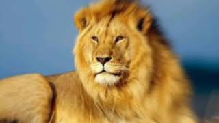 Mammalogy