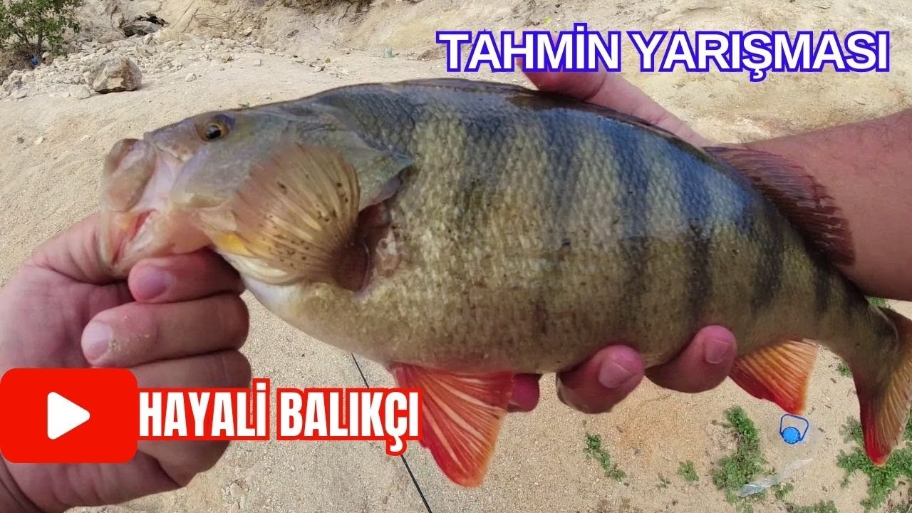 PERCH BALIK AVI(LRF TAKIMIYLA TROFE PERCH MÜTHİŞ AKSİYON YAPTI)!!!