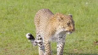 Leopard on the prowl: Roaming the African savanna.