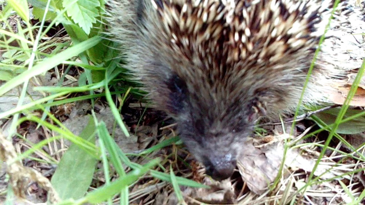 Съёмка в лесу ежа . решил ещё заснять повторно 06.13.2020 под вечер ...