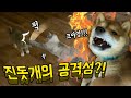 고양이가 공격했을 때 아기 진돗개의 놀라운(!!) 반응