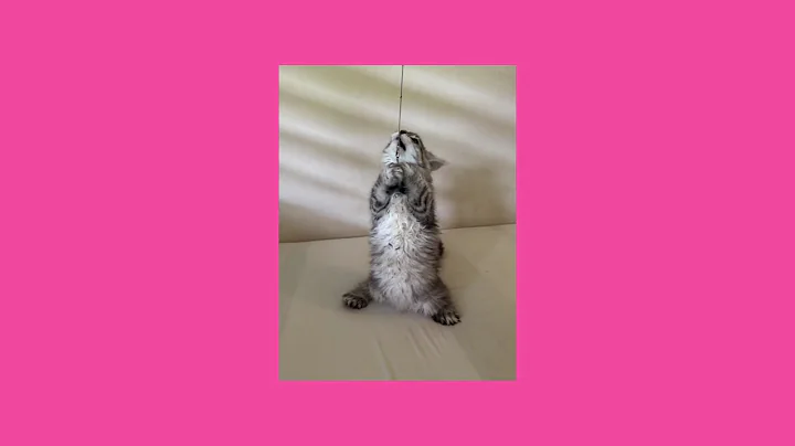 Watch the video about Stunning silver female Polydactyl Maine Coon kitten!