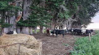 Cattle in their winter home! Last of the lambs almost gone