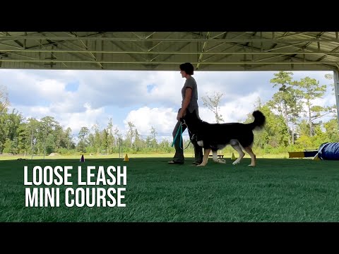 Loose Leash Mini Course