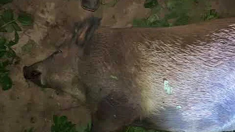 Thermal Hog Hunting with a Bonus Coyote!