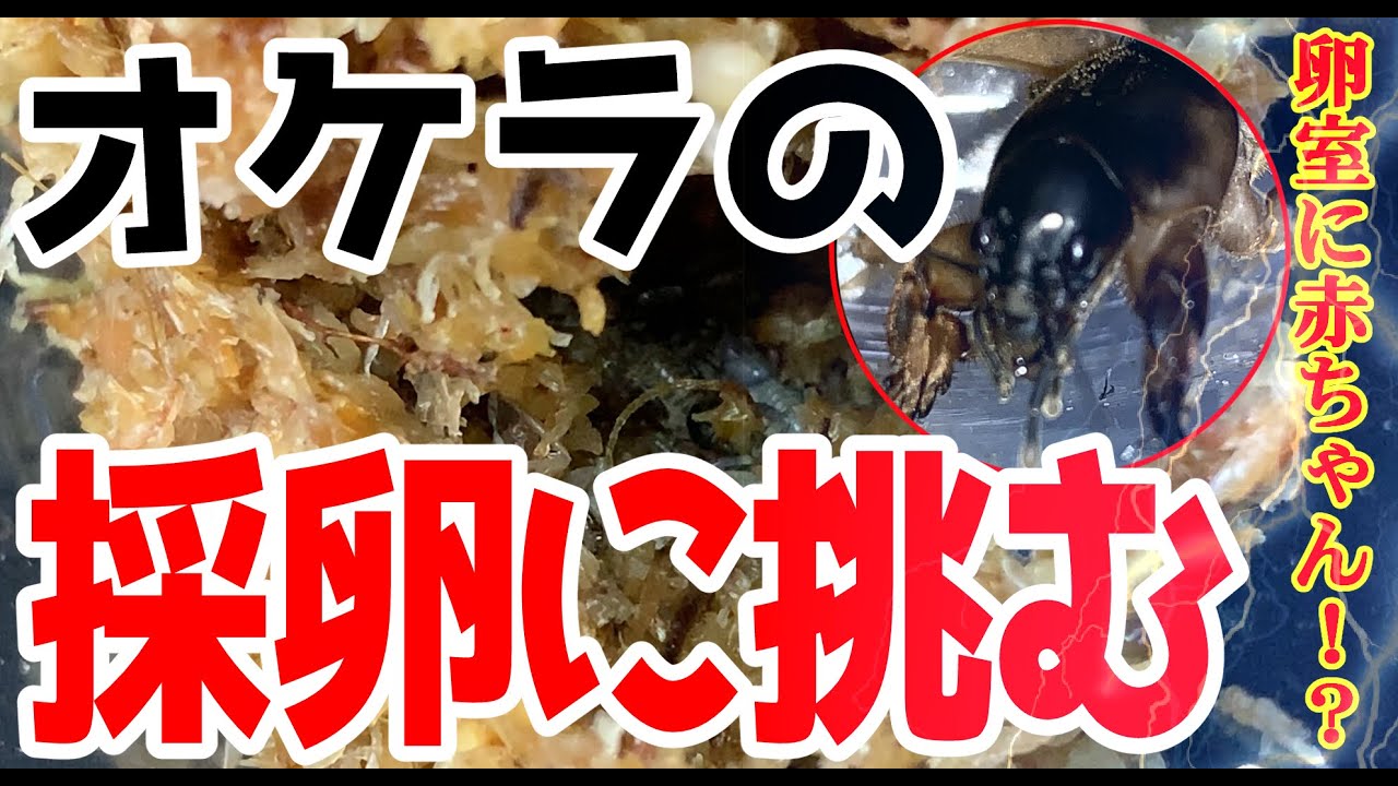 衝撃 オケラを水苔だけで繁殖 貴重な採卵動画 昆虫ハウス１０１号室 Youtube