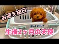 【お迎え初日】生後2ヶ月半のトイプードルの子犬をお迎えしました！