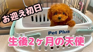 【お迎え初日】生後2ヶ月半のトイプードルの子犬をお迎えしました