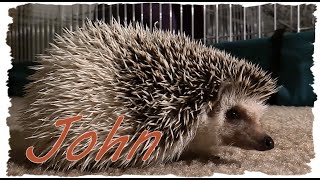 Meet John The Hedgehog - Cute & Prickly