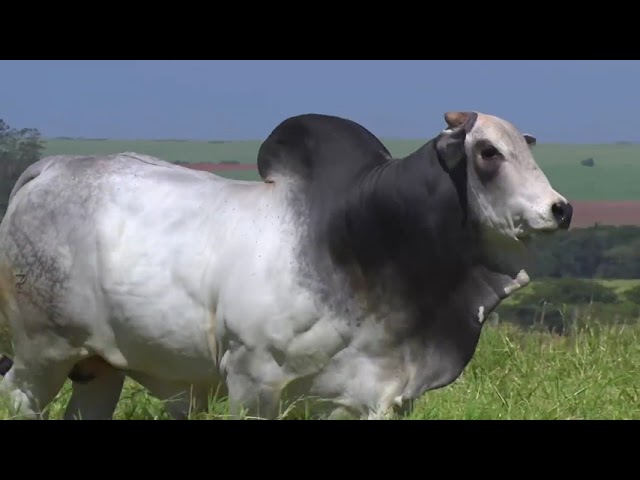 LOTE 11   BOA 1840 mp4