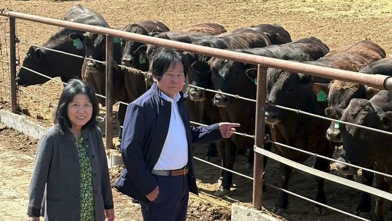 Kangen Wagyu™: How Premium Cattle Are Hydrated with Kangen Water®