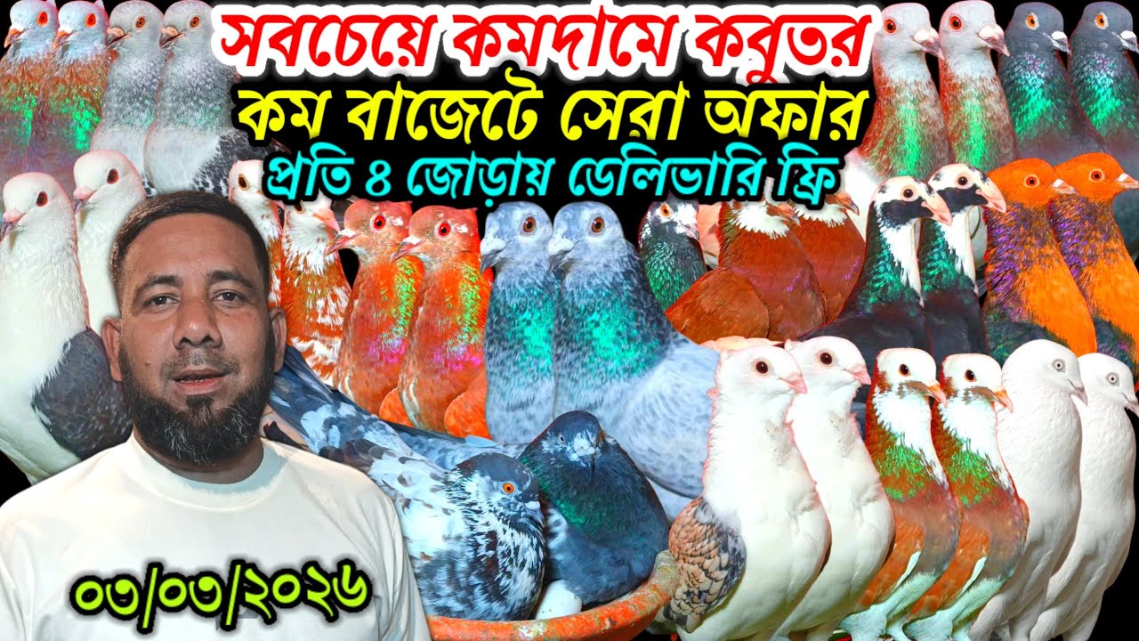 সবচেয়ে কমদামে কবুতর কম বাজেটে সেরা অফার প্রতি ৪ জোড়ায় ডেলিভারি চার্জ ফ্রি রেসার গোল্লা গিরিবাজ