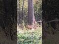 Biber Spuren #shorts #biber #nature #naturelover #shortvideo