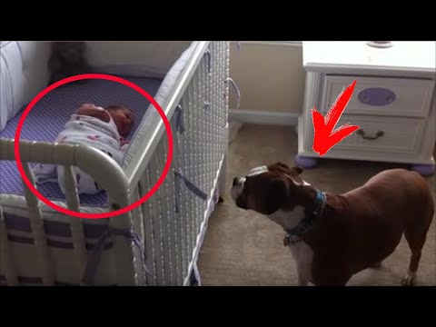 Video: Tips til hunden Bevis dit hjem for en ny hund