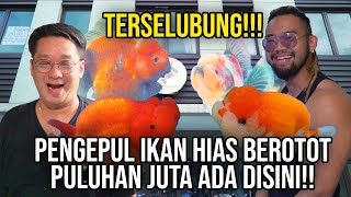 IKAN MAS HEDON!!! GREBEK PENGEPUL IKAN MAS KOKI THAILAND KONTES !!! #AudreyA #KINGOFTHEJUNGLE