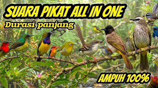 Download lagu Ampuh 100%! Suara pikat burung kecil dan besar durasi panjang