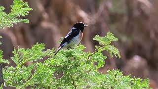 African Stonechat by Saudi Birding 69 views 9 months ago 10 seconds