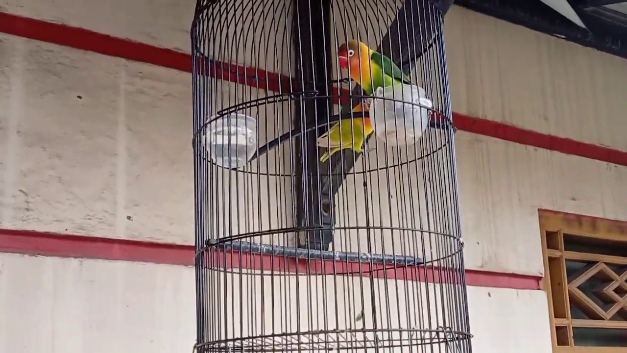 burung labet gacor - 1 jodoh 